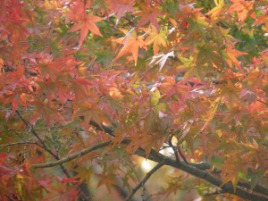 緑が美しい京都御所の紅葉
